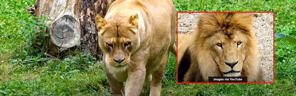 Hardline Hindus go ape over the ‘disrespectful’ names of two&nbsp;lions